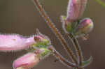 Eustis Lake beardtongue